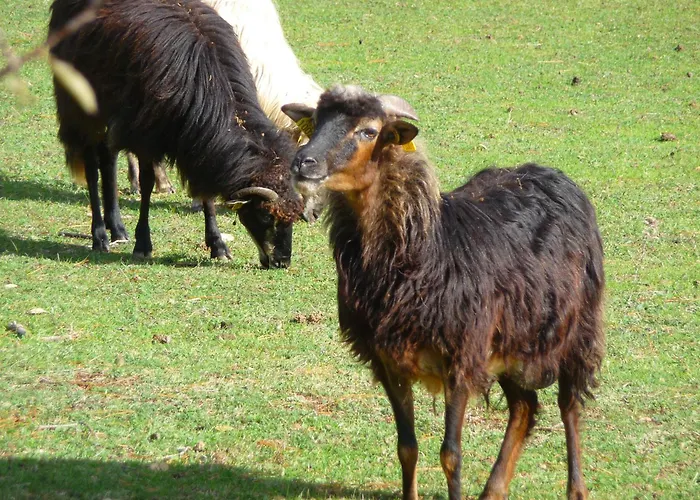 Carestella Дом отдыха